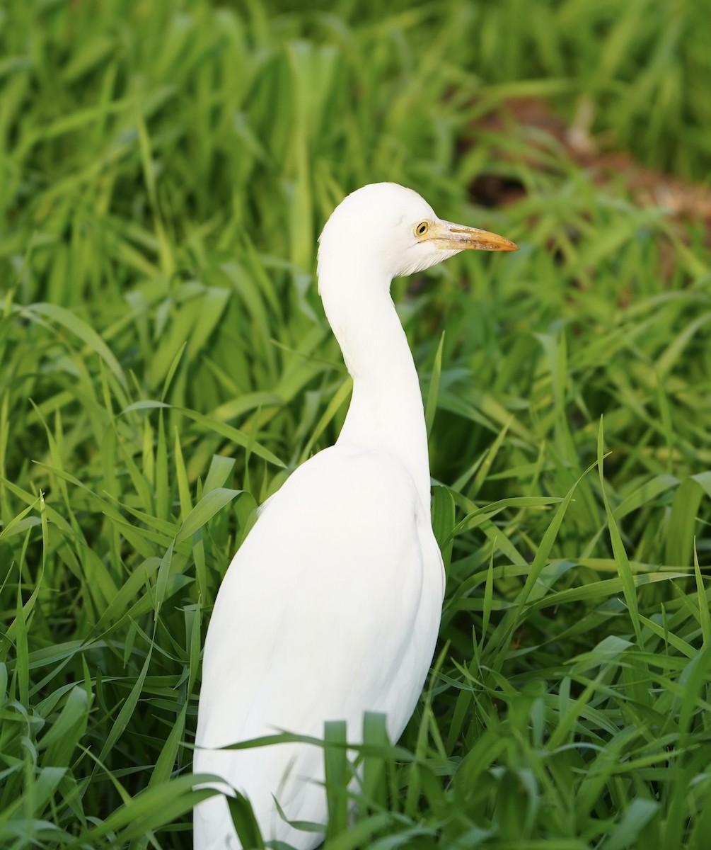 bøffelhegre - ML646624298