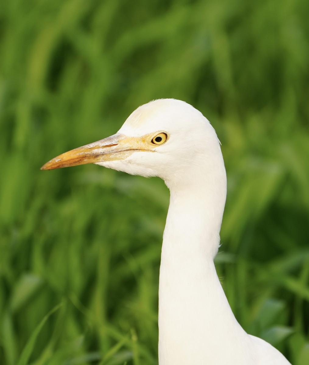 bøffelhegre - ML646624299