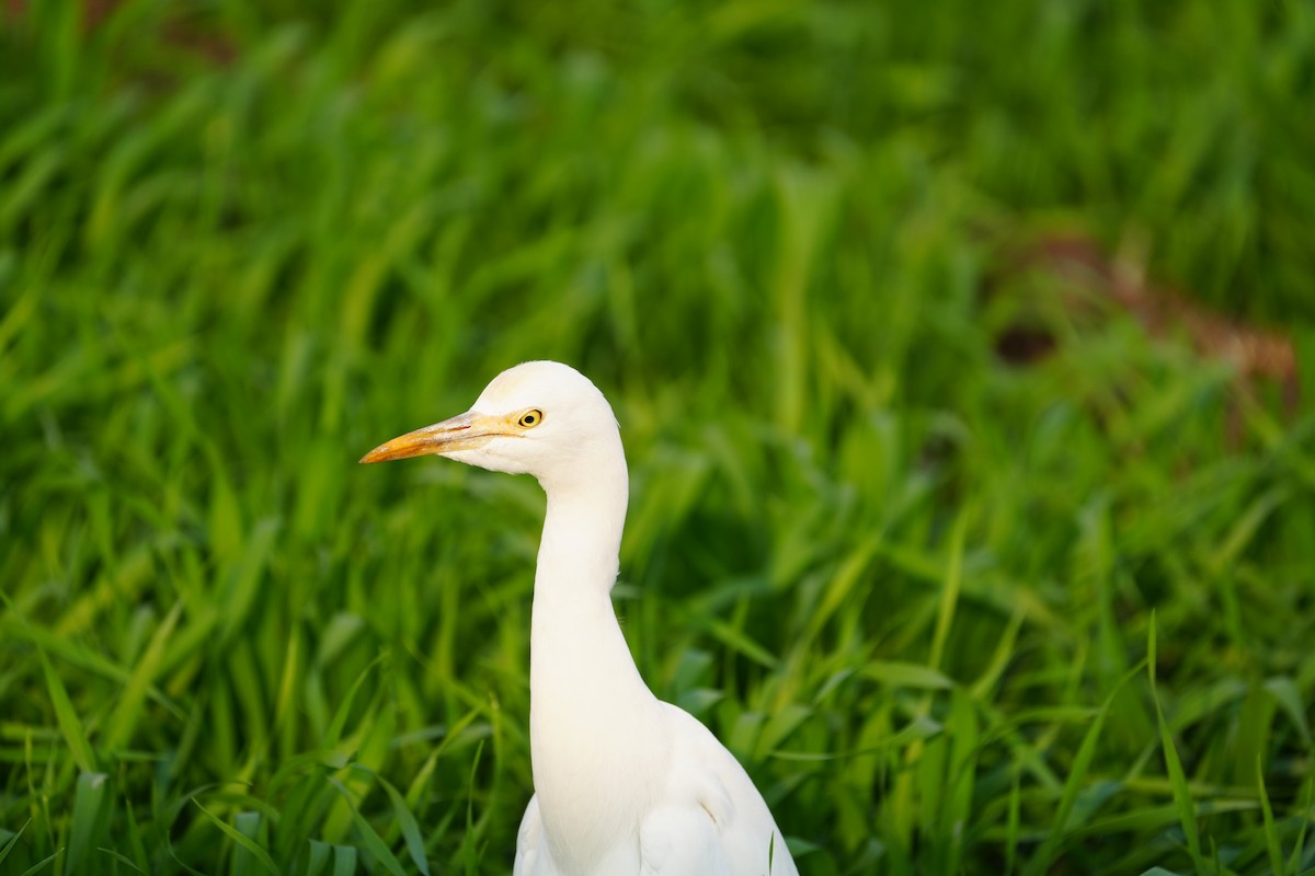 bøffelhegre - ML646624300