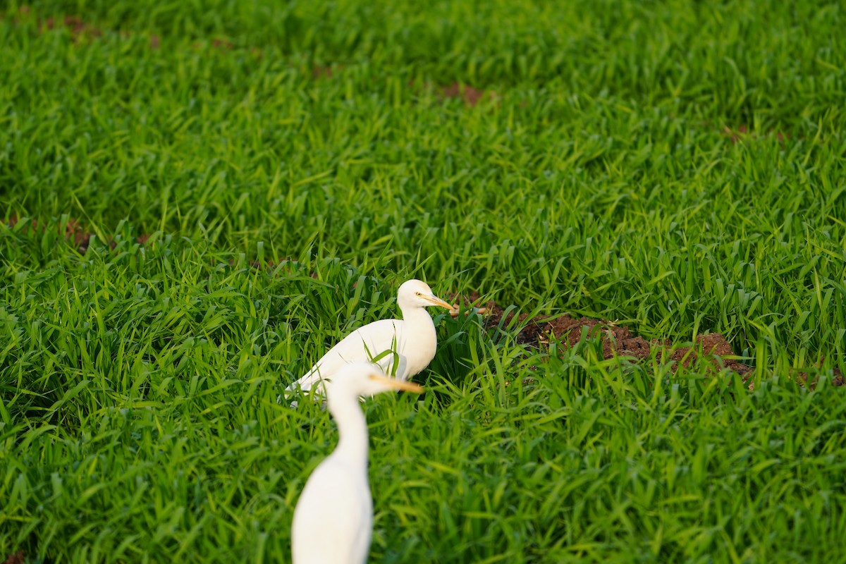 bøffelhegre - ML646624301