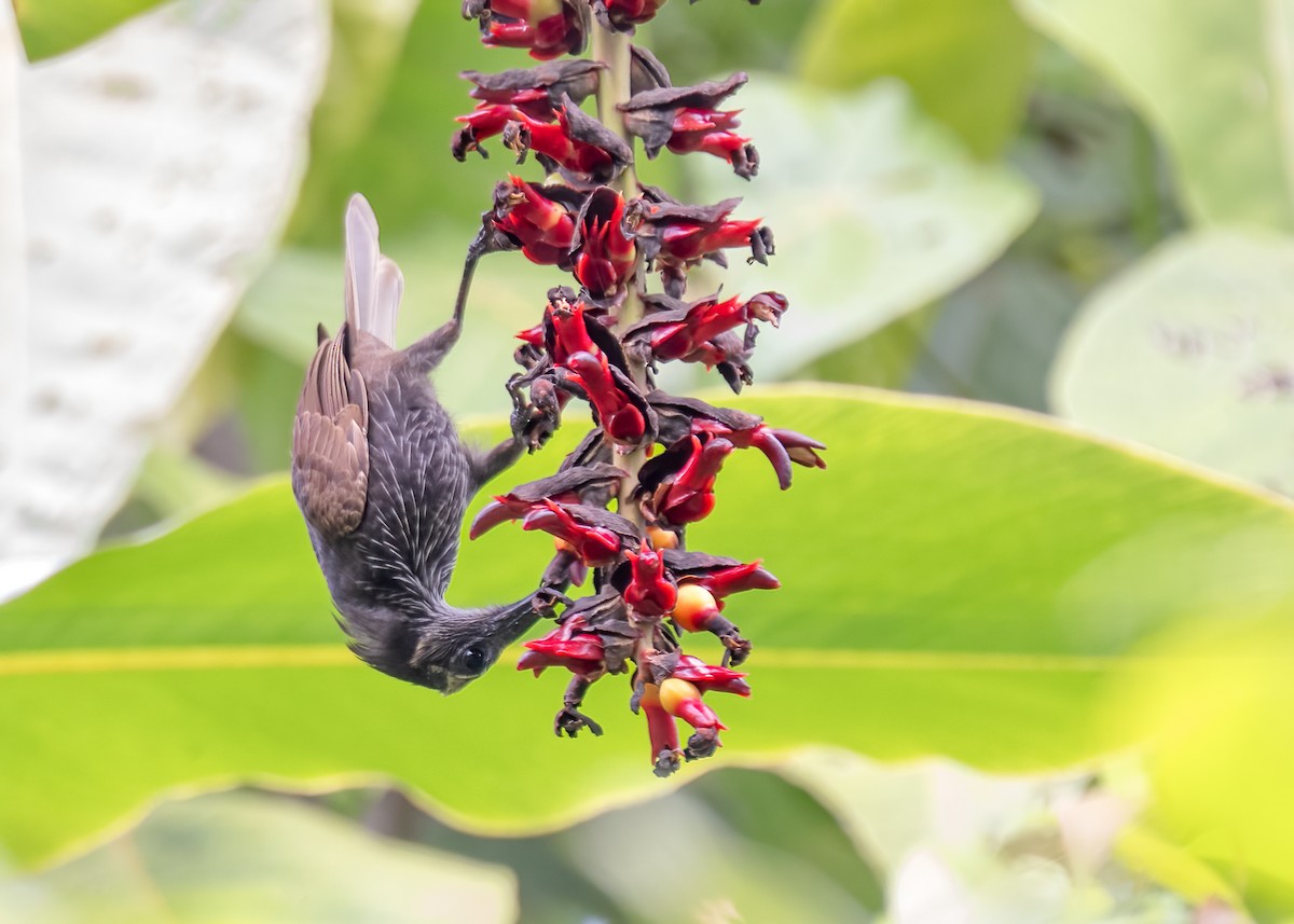 stripemunkefugl - ML646624303