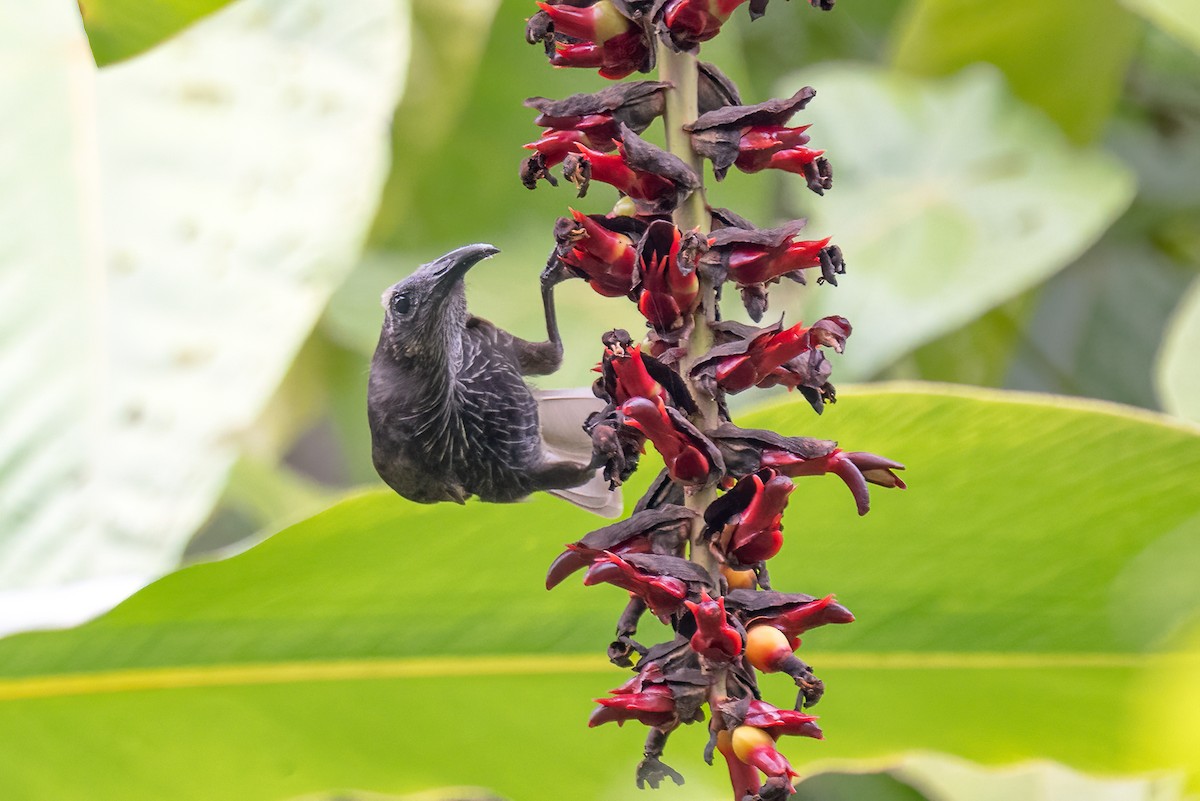 stripemunkefugl - ML646624304