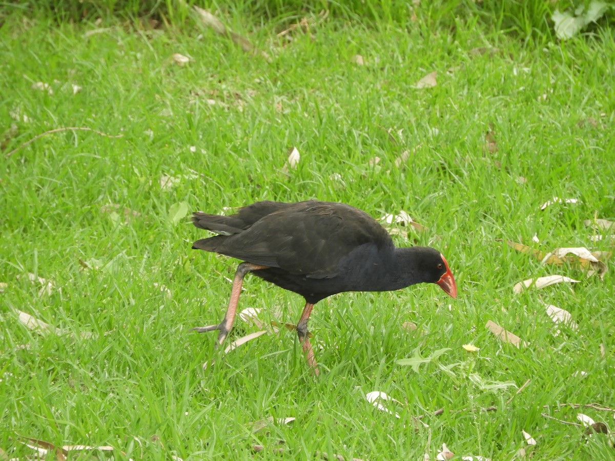 brunryggsultanhøne - ML646624305