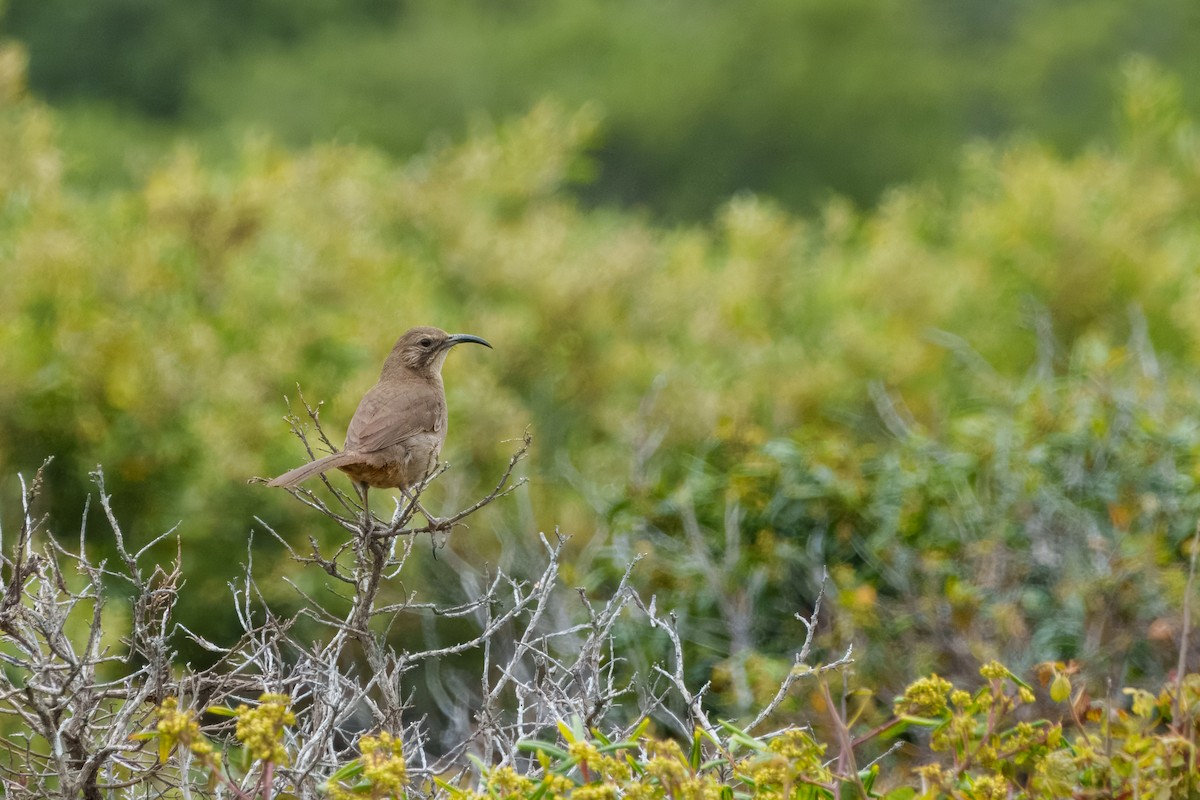 kaliforniaspottefugl - ML646624306