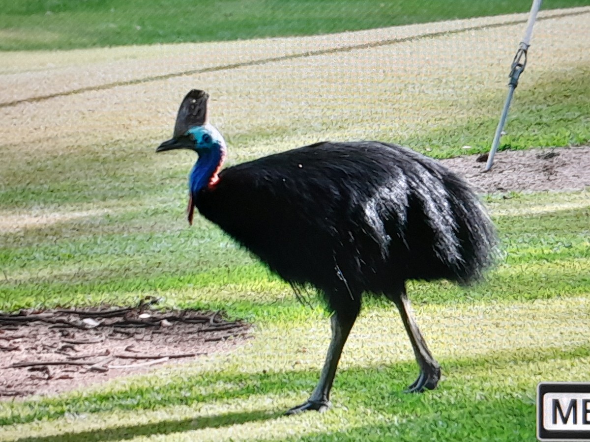 toflikkasuar - ML646624307