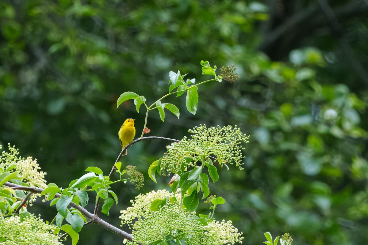 kalottparula - ML646624308