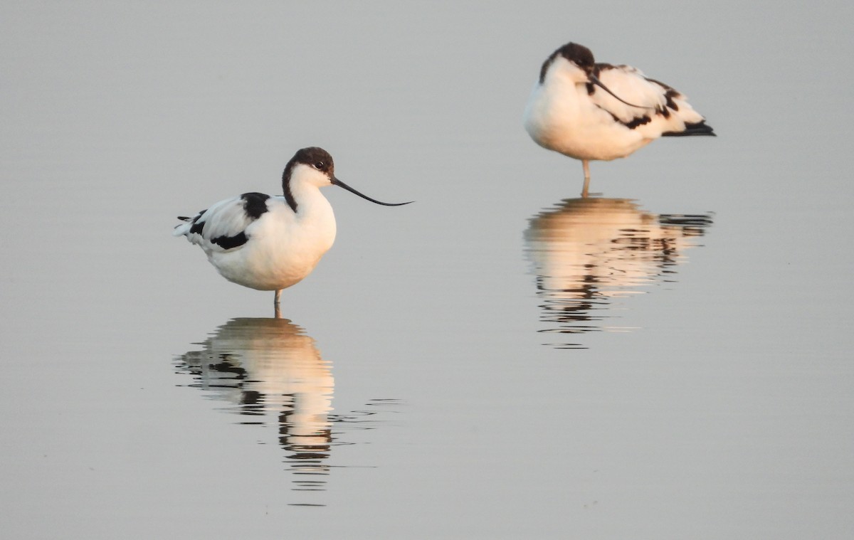 avosett - ML646624309