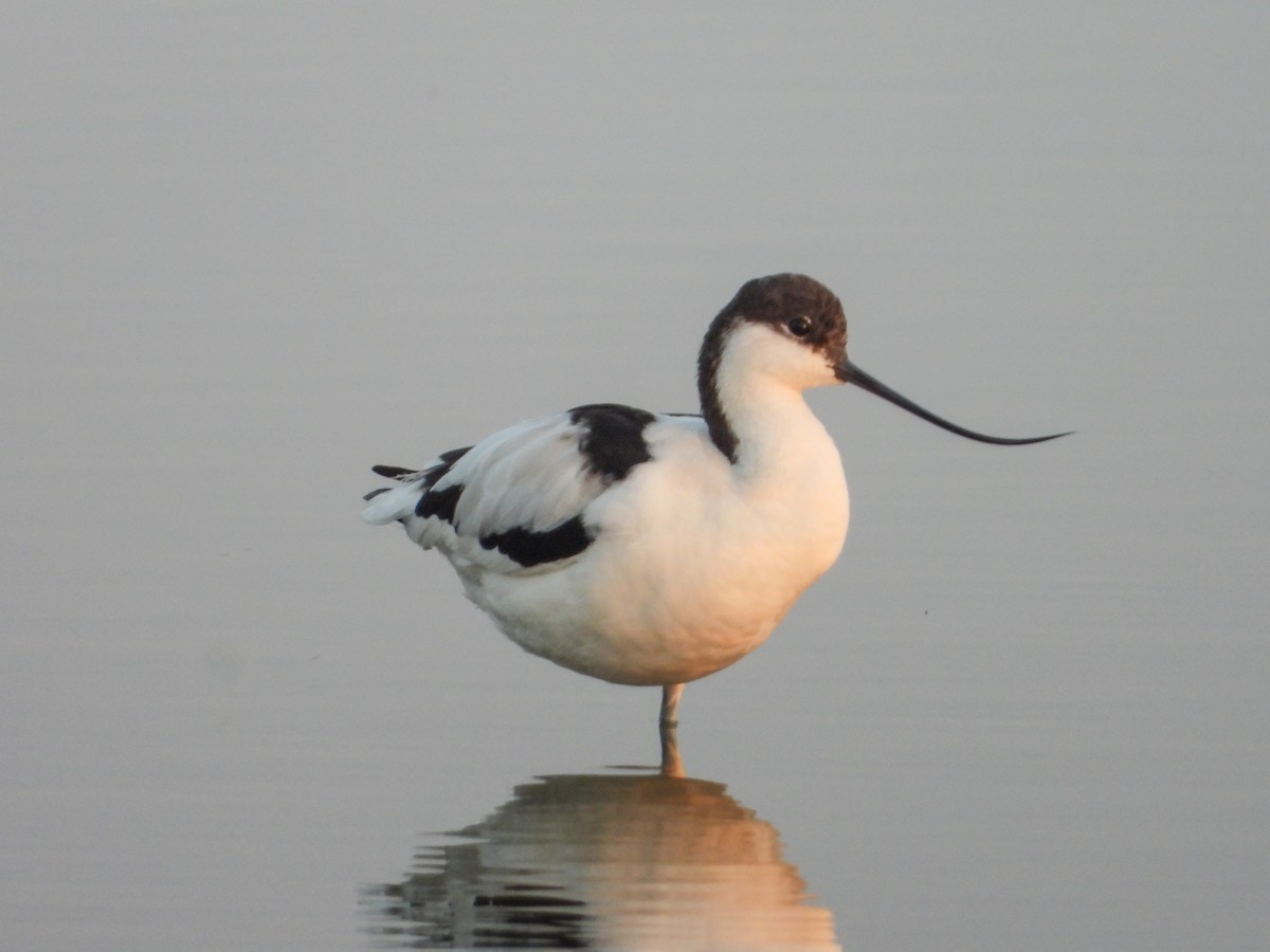 avosett - ML646624310