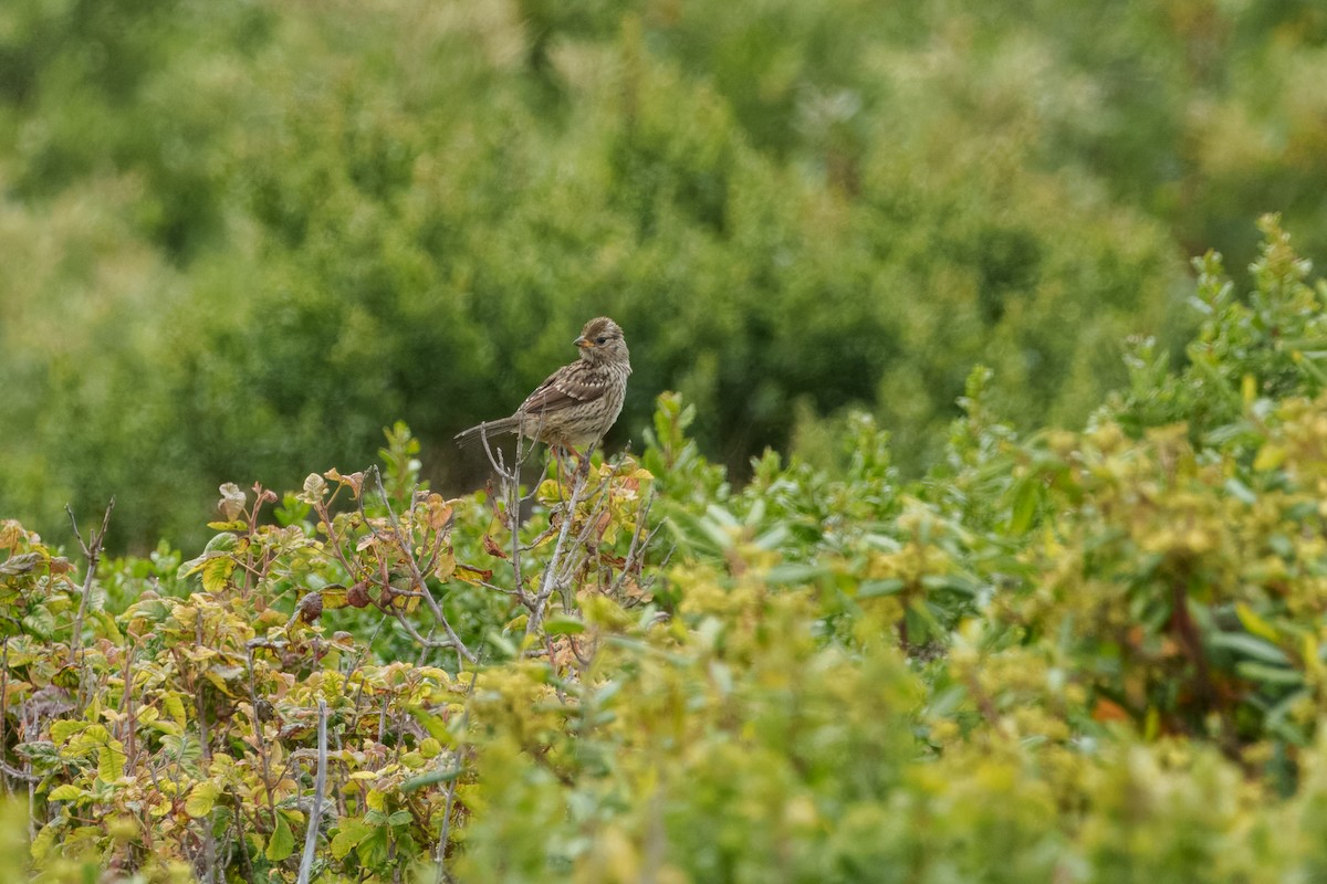 hvitkronespurv - ML646624311