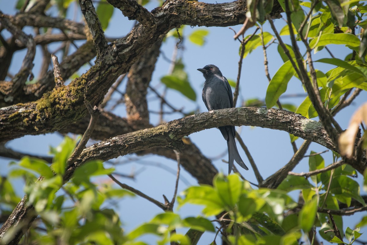 askedrongo - ML646624312