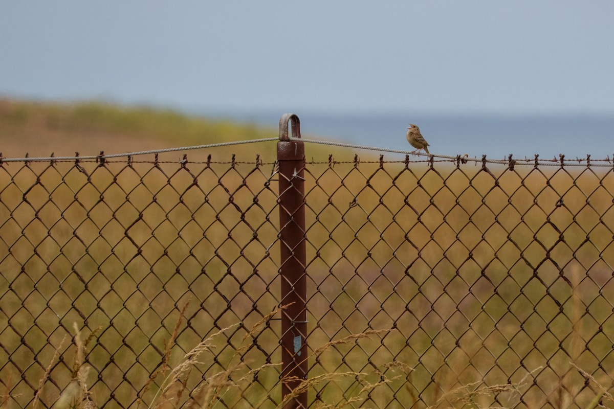 gresshoppespurv - ML646624313