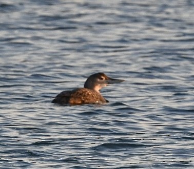 ハシジロアビ - ML646624314