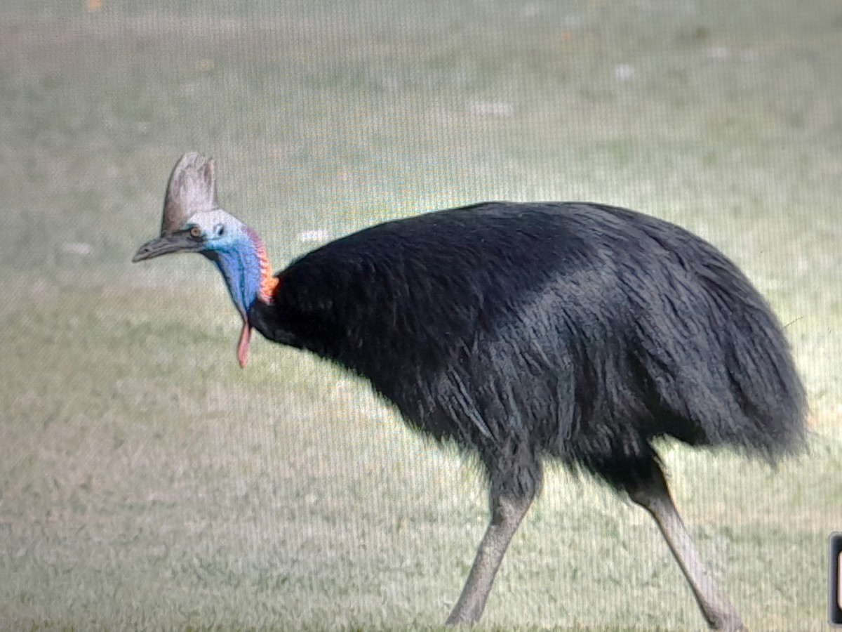 toflikkasuar - ML646624315