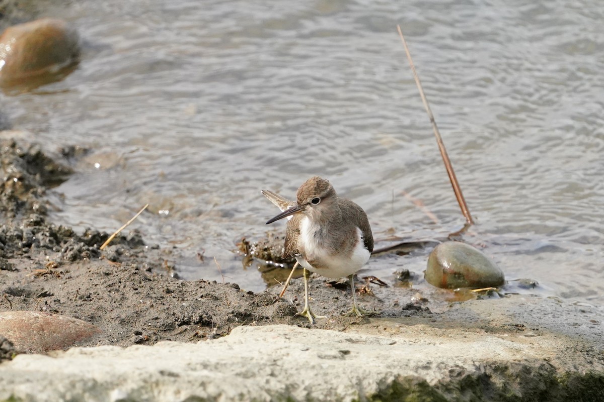 strandsnipe - ML646624316