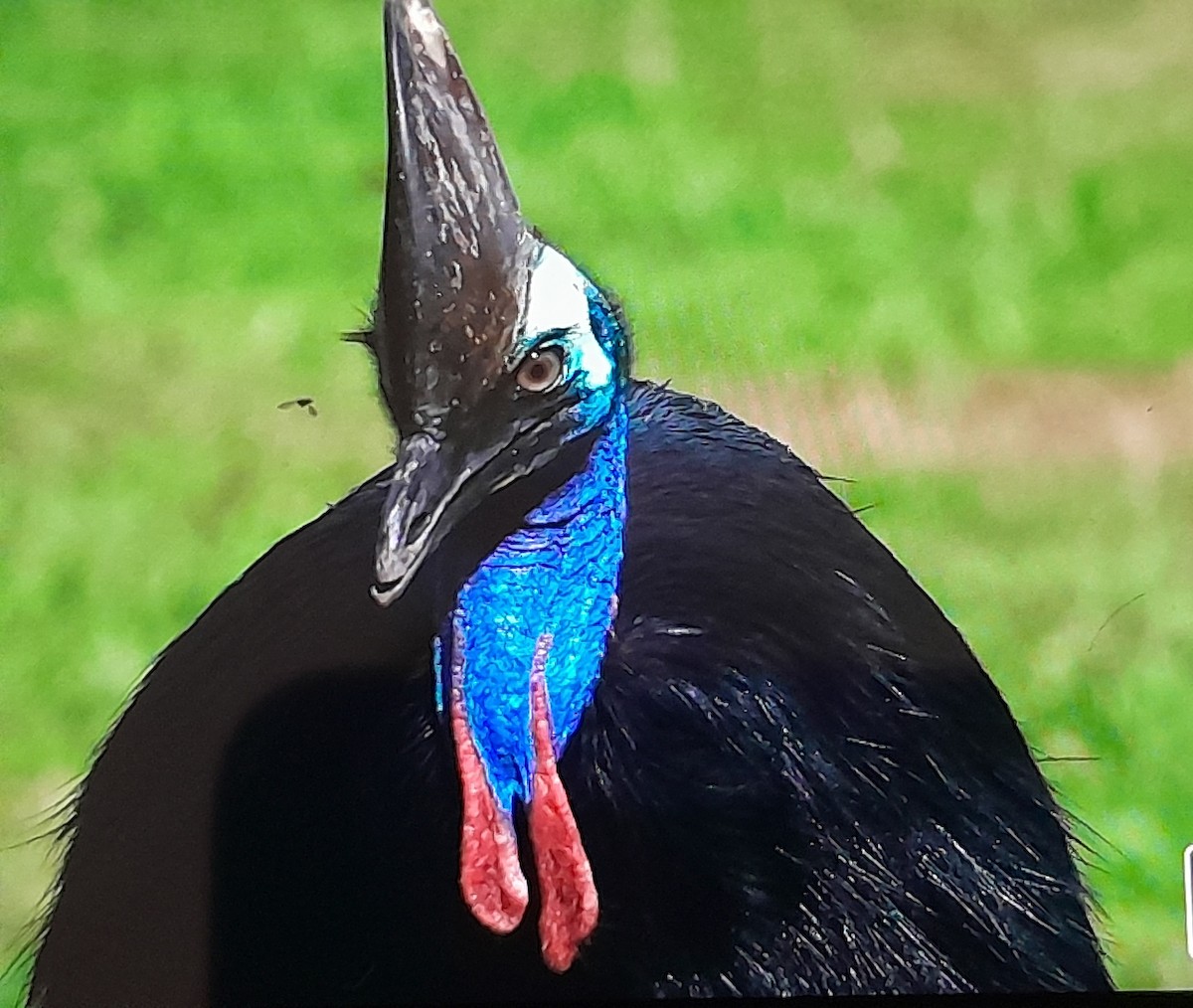 toflikkasuar - ML646624317