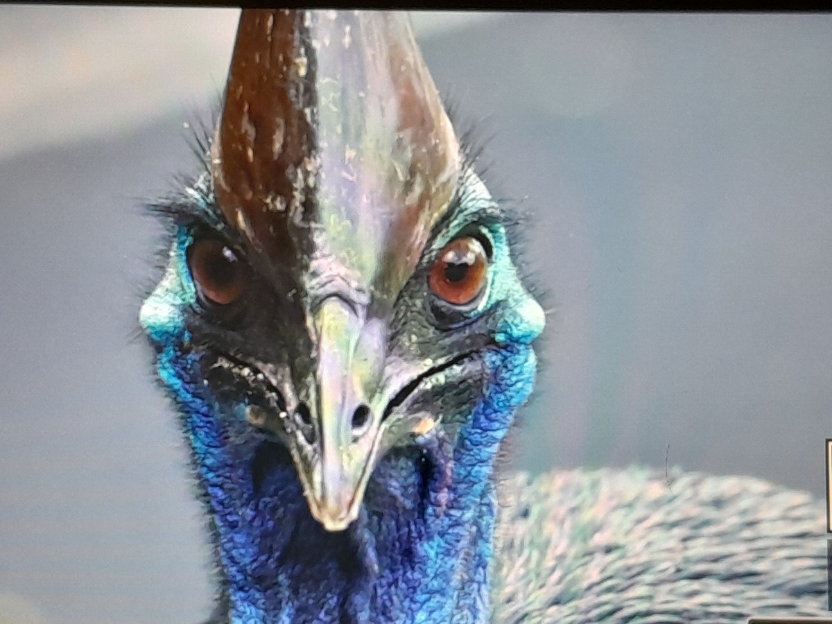 toflikkasuar - ML646624319