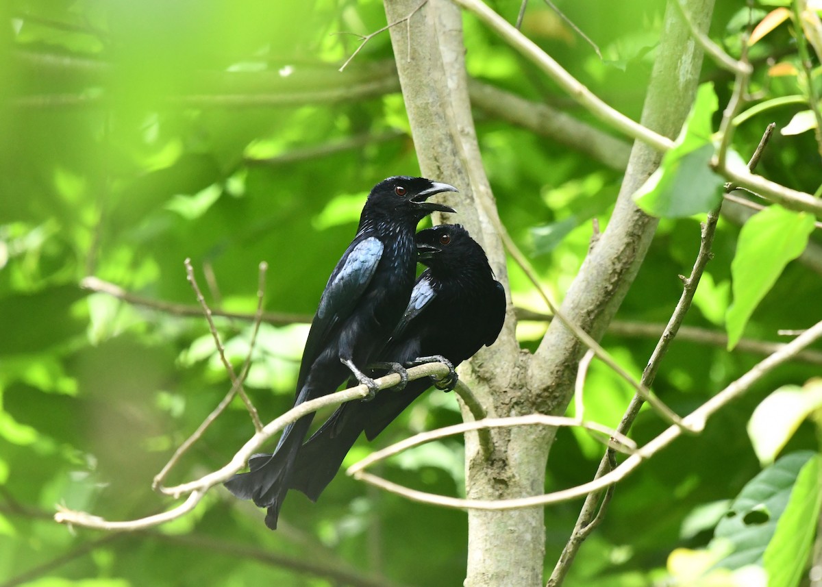 sundadrongo - ML646624320