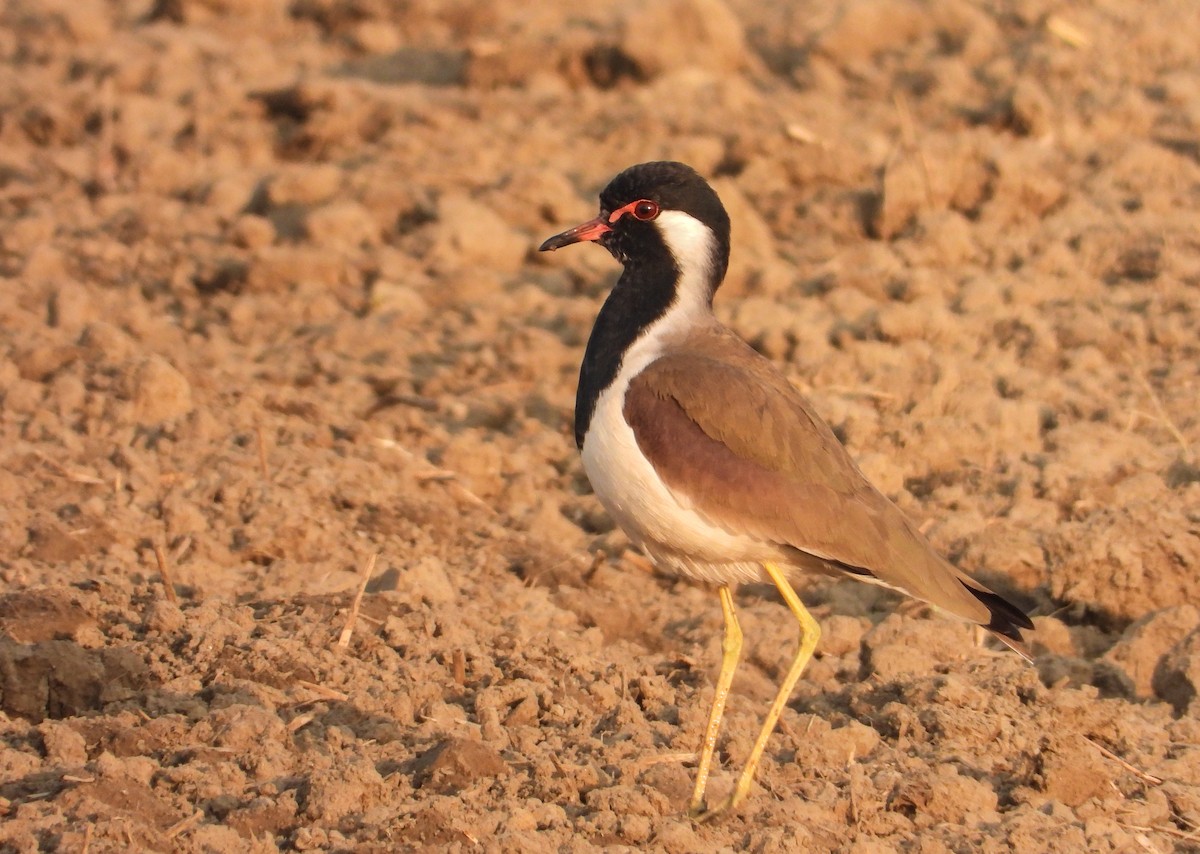 brillevipe - ML646624322