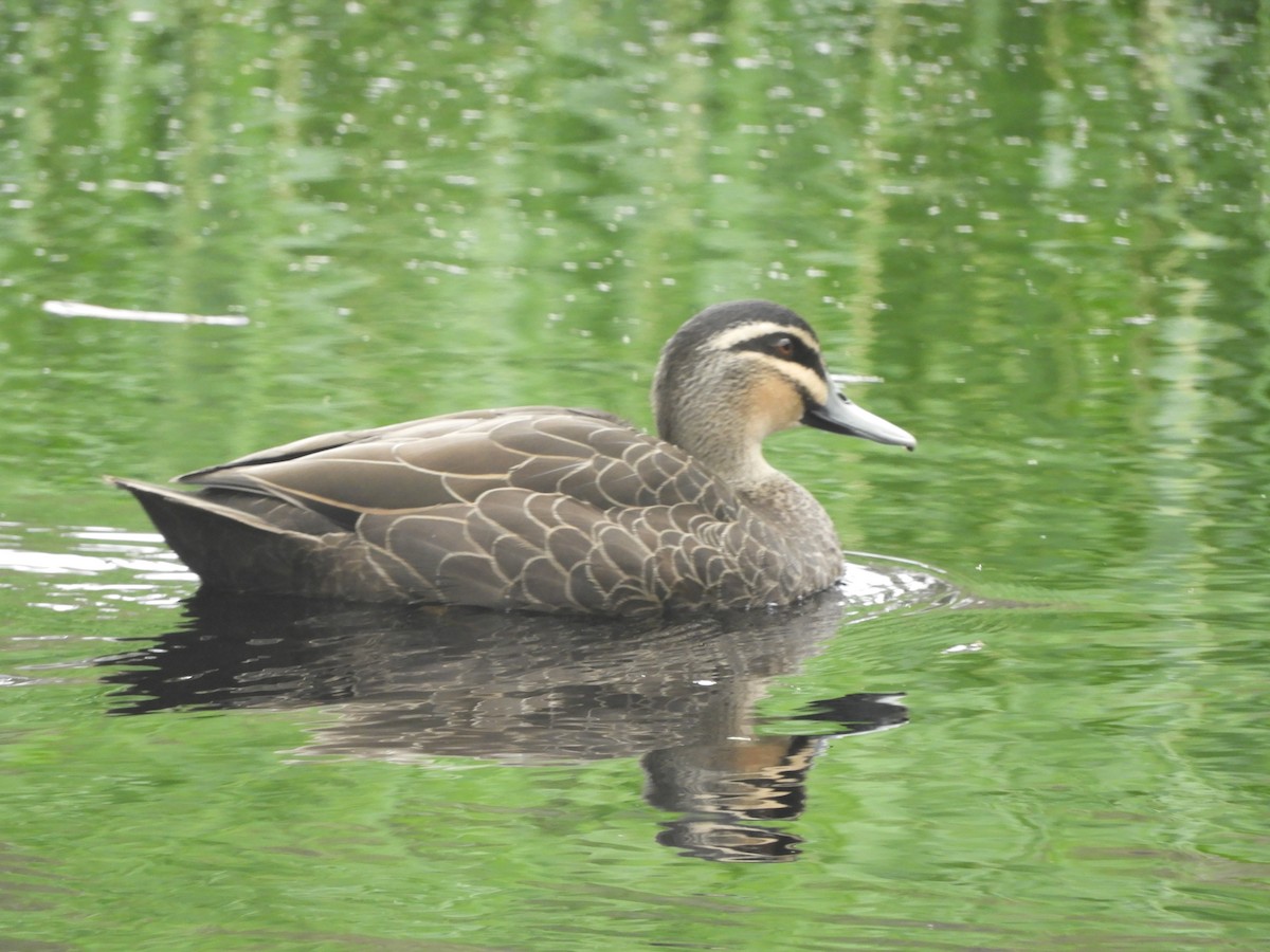 Pacific Black Duck - ML646624324