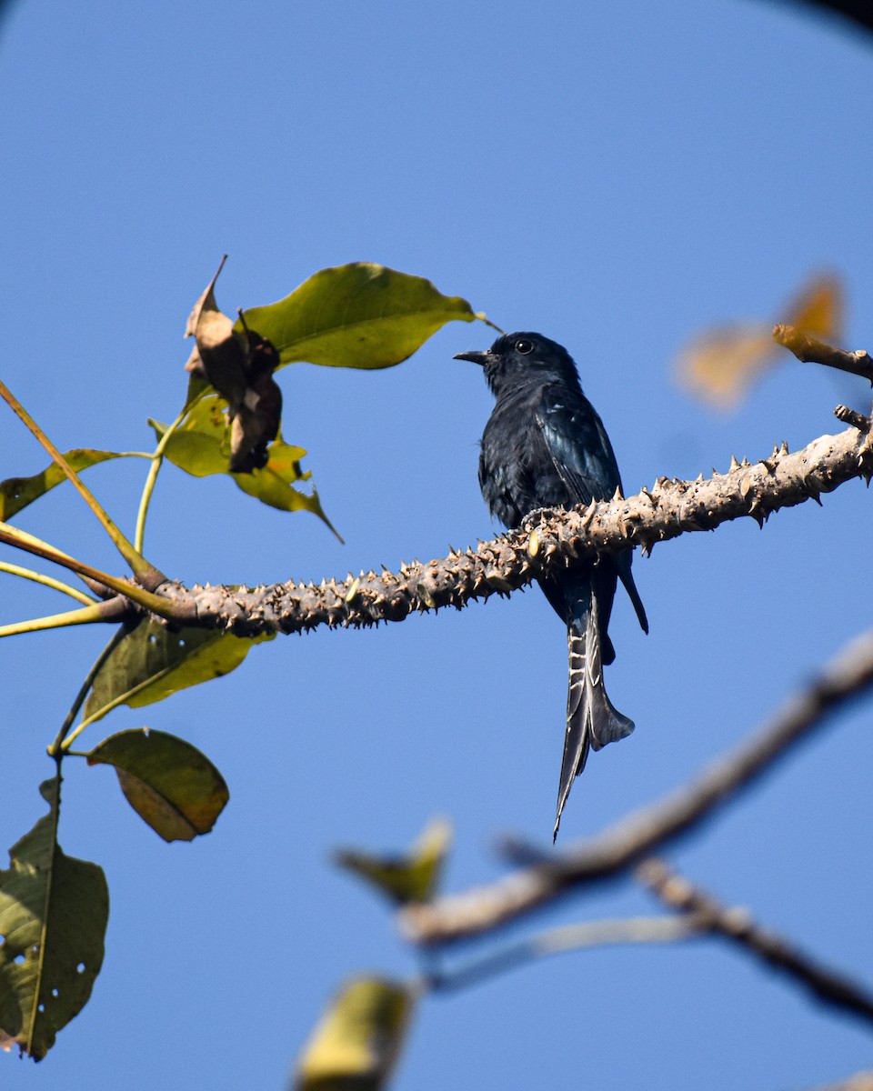 Fork-tailed Drongo-Cuckoo - ML646624325