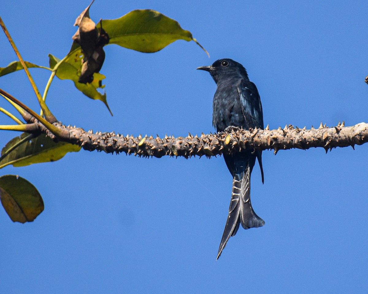 Fork-tailed Drongo-Cuckoo - ML646624326