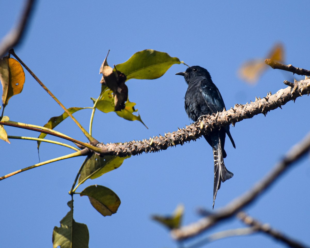 Fork-tailed Drongo-Cuckoo - ML646624327