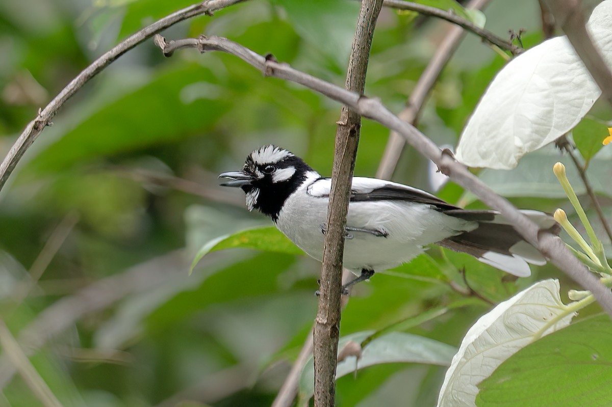 Monarque à nuque blanche - ML646624328