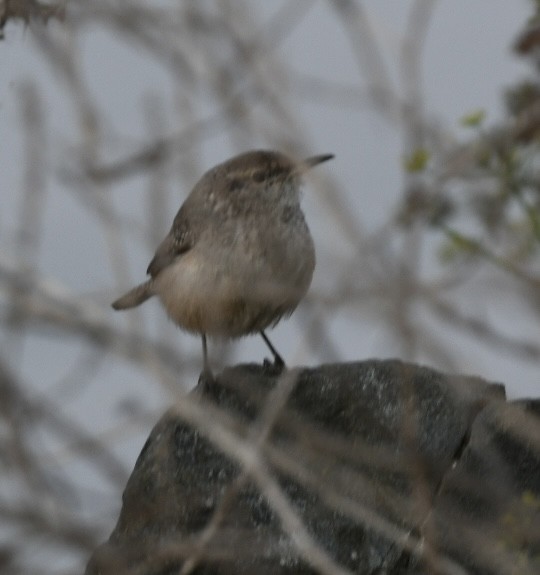 イワミソサザイ - ML646624333