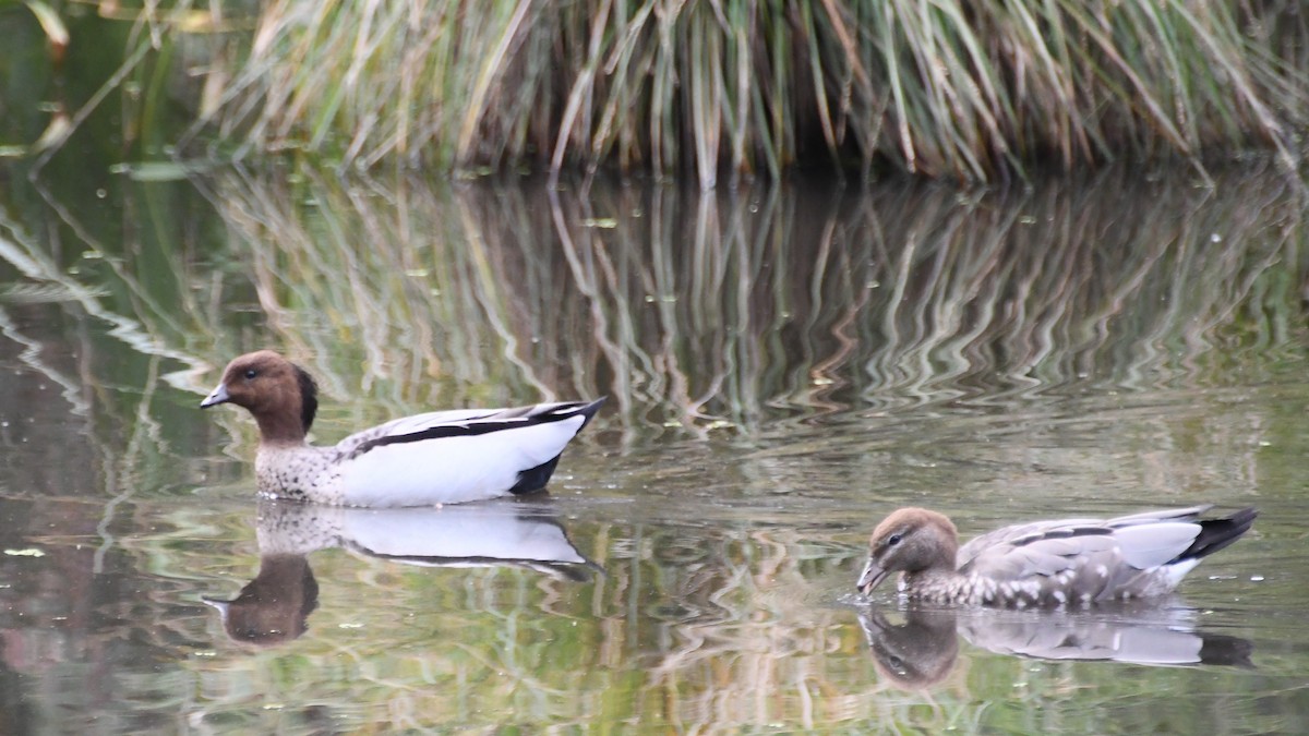 Качка гриваста - ML646624334