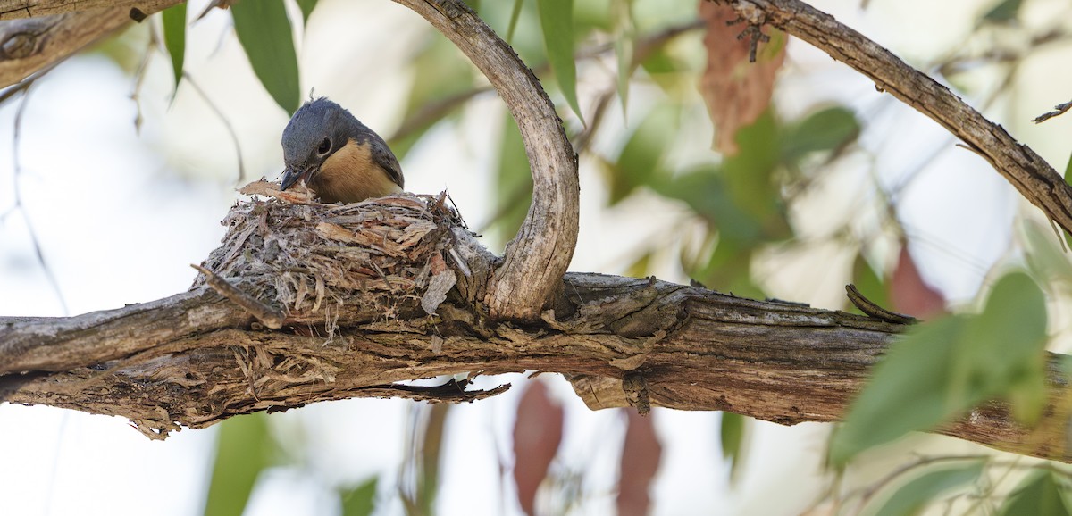 Leaden Flycatcher - ML646624337