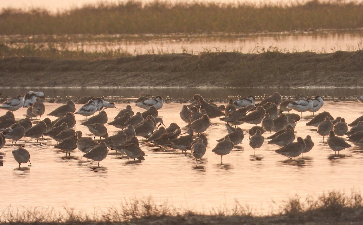 Çamurçulluğu - ML646624340