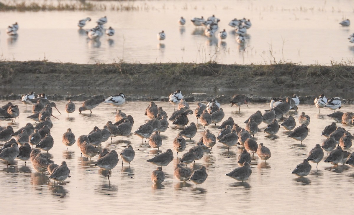 Çamurçulluğu - ML646624341