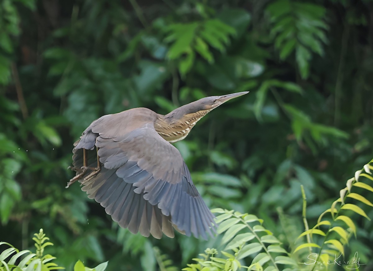 黃頸黑鷺 - ML646624345