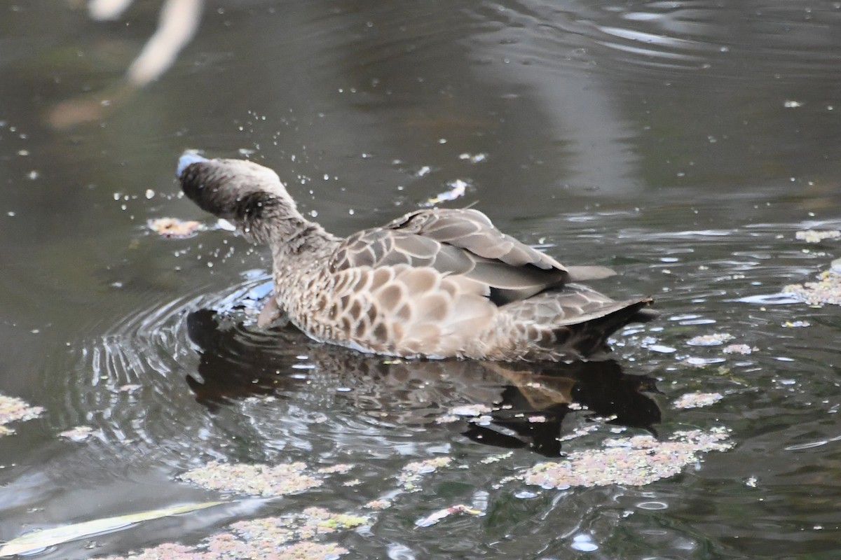 Чирянка світлогорла - ML646624346