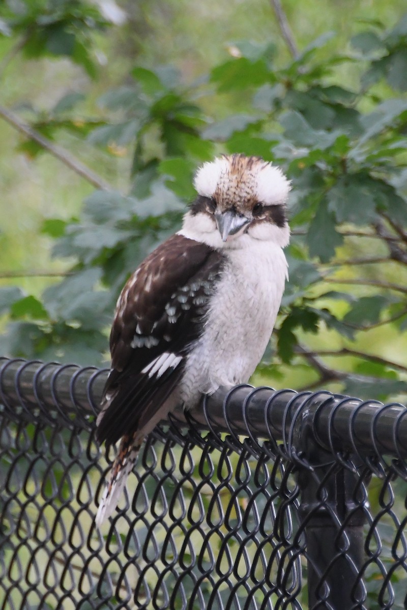 Кукабара велика - ML646624352