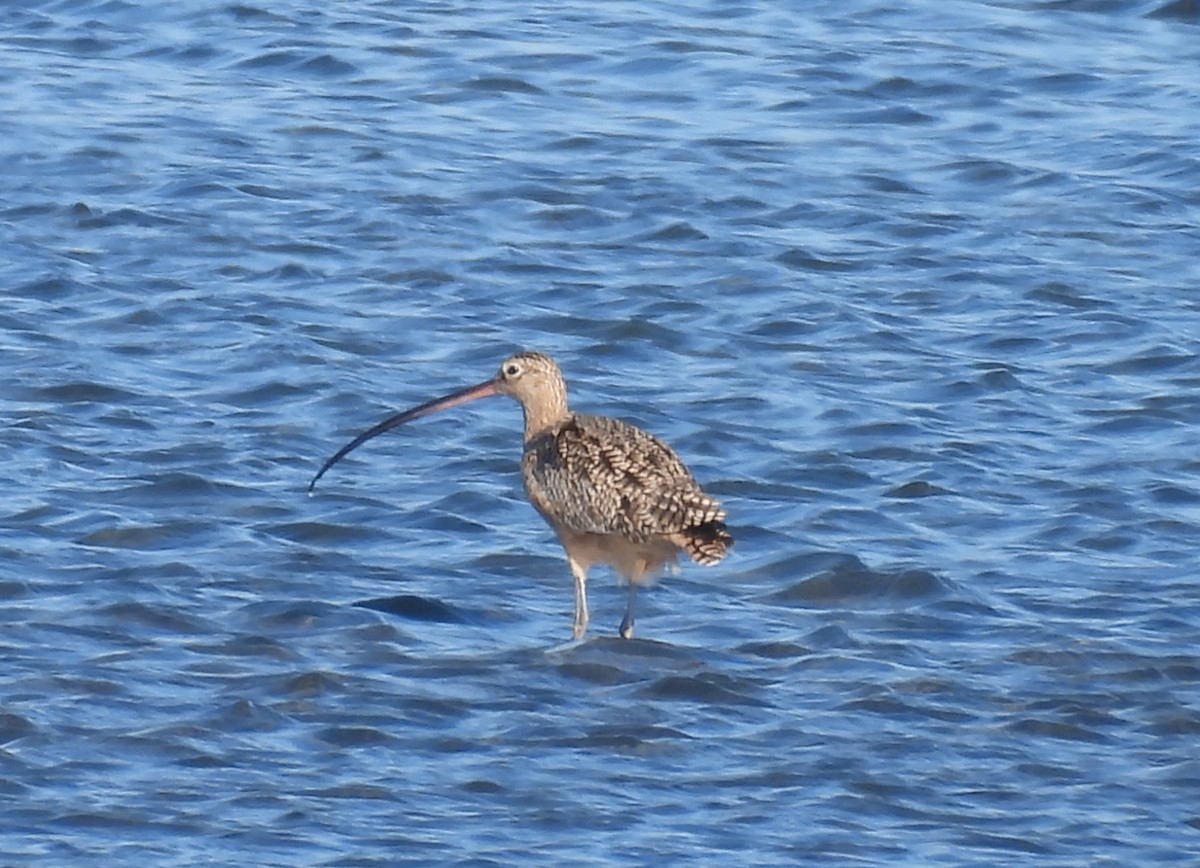 Zarapito Americano - ML646624353