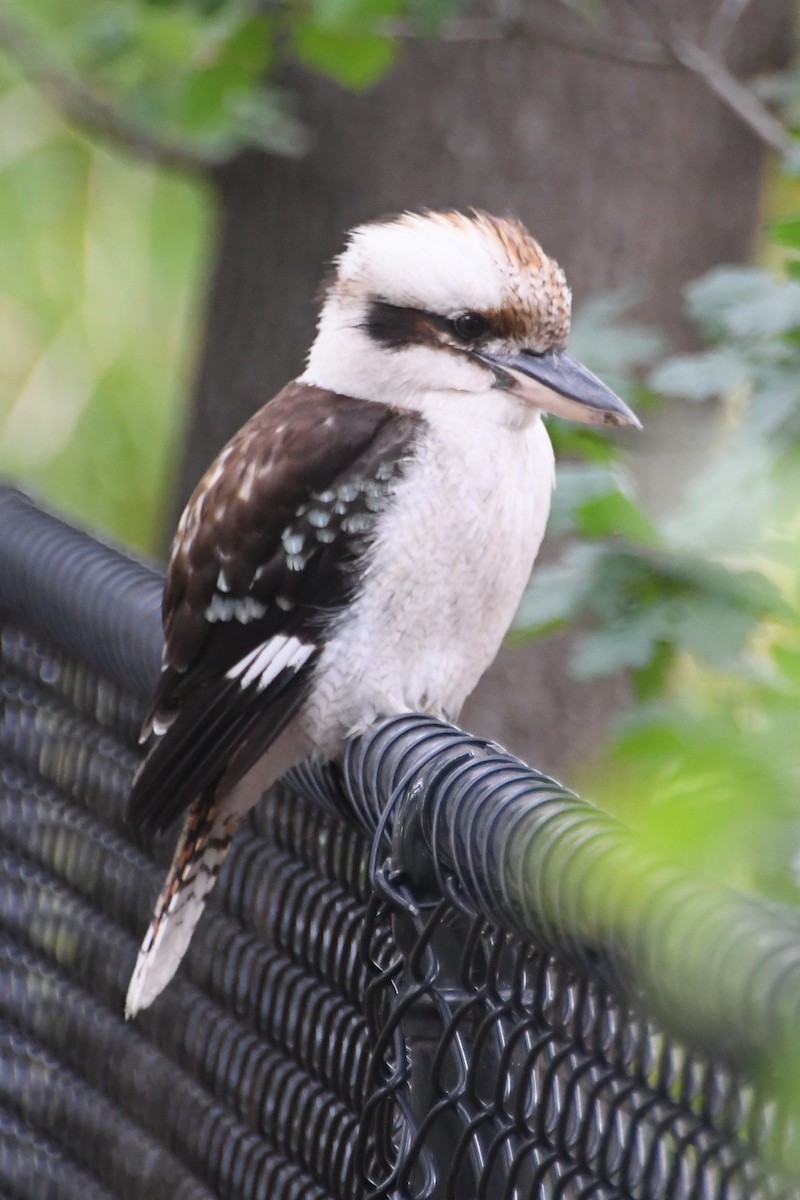 Кукабара велика - ML646624354