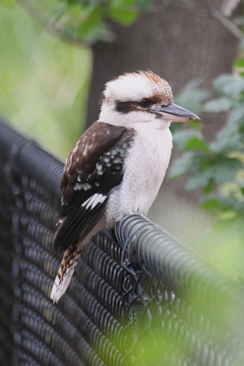 Кукабара велика - ML646624355