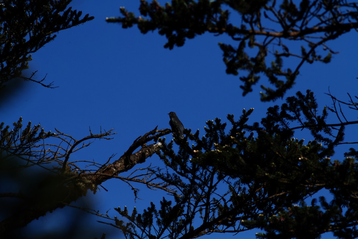 小杜鵑 - ML646624356