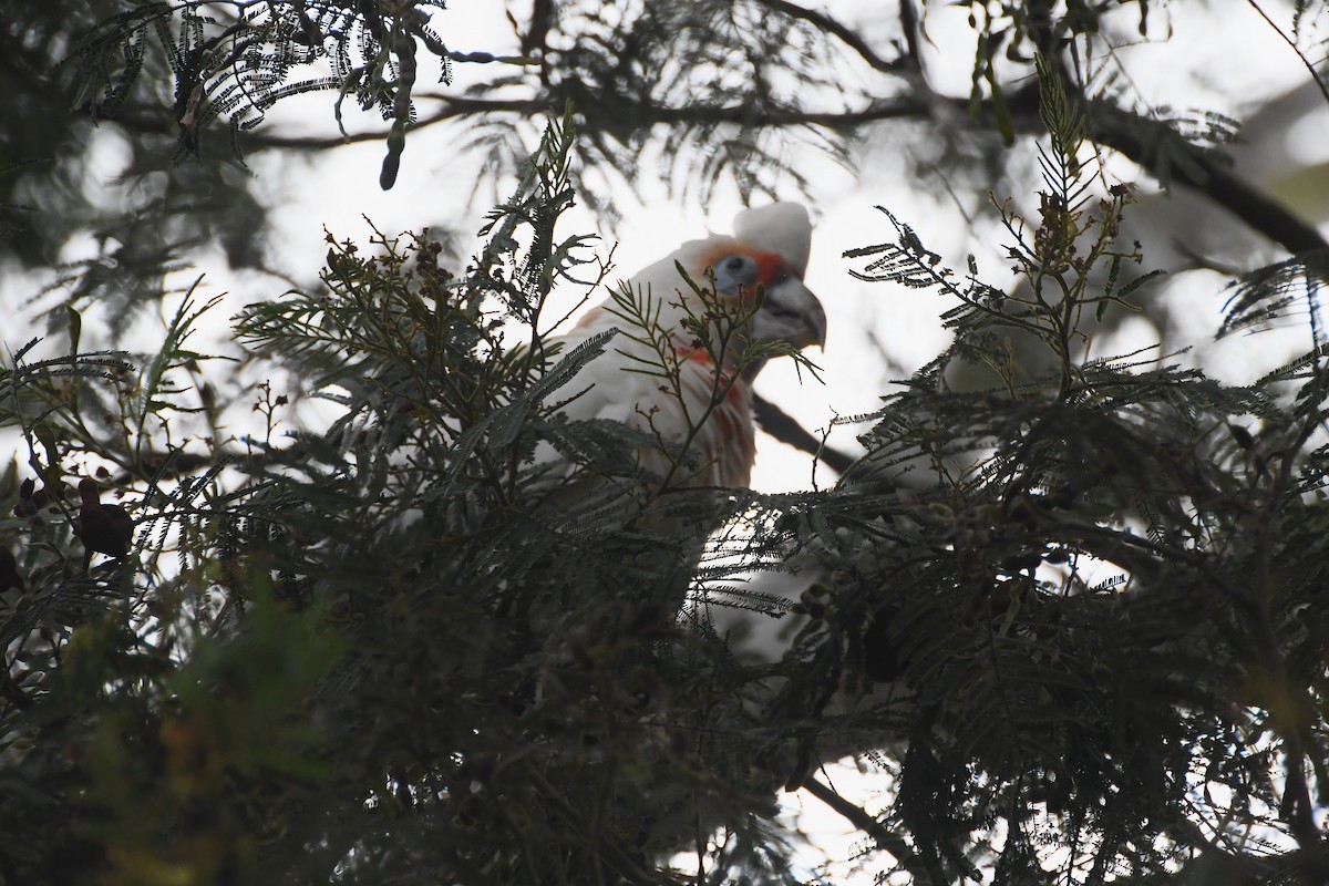 Какаду червонолобий - ML646624358