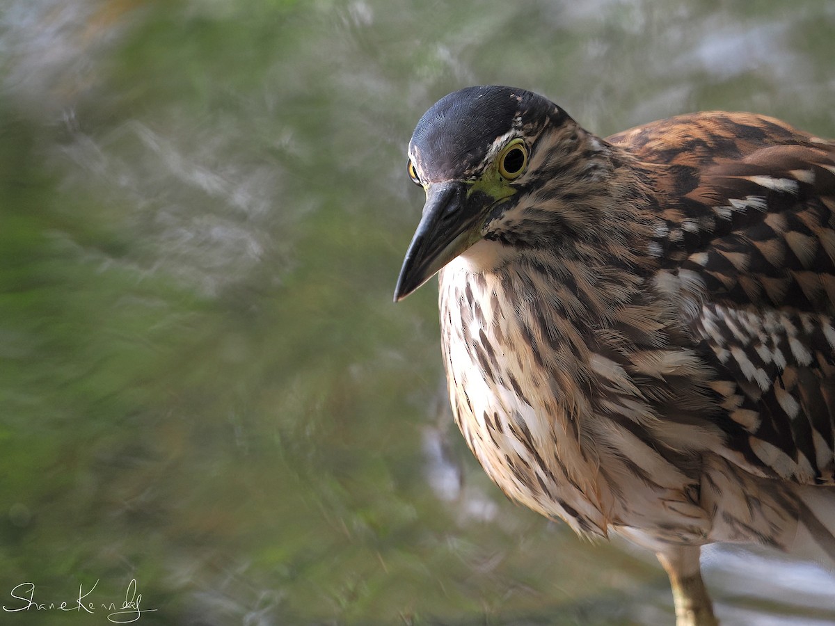 棕夜鷺 - ML646624359