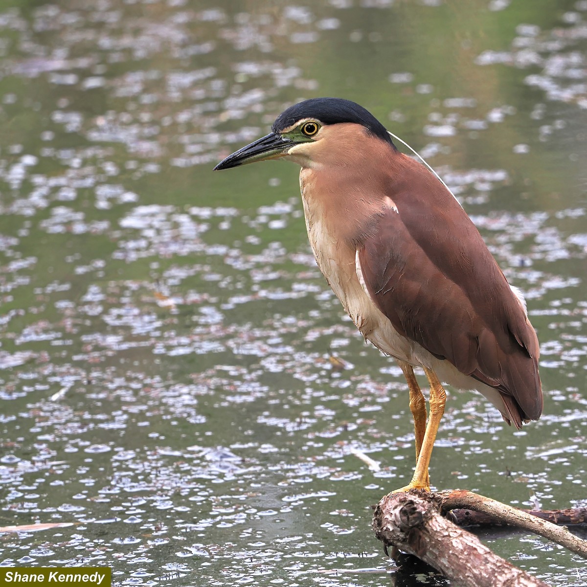 棕夜鷺 - ML646624360