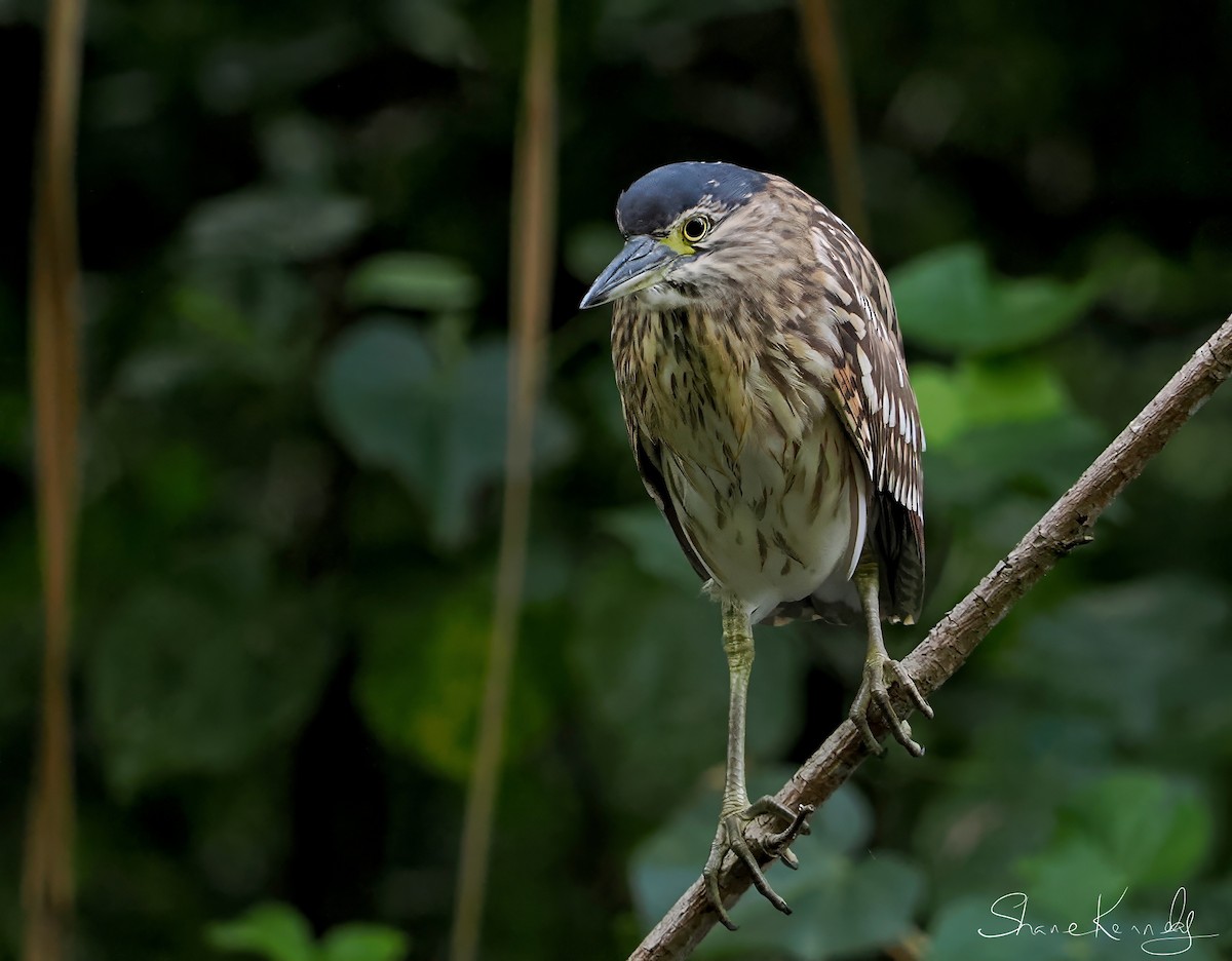 棕夜鷺 - ML646624361