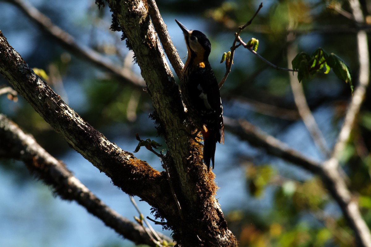 Darjeeling Woodpecker - ML646624363