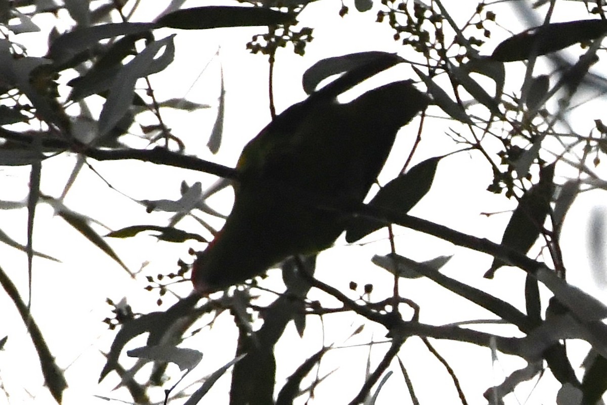 Лорікет-нектароїд червонолобий - ML646624364