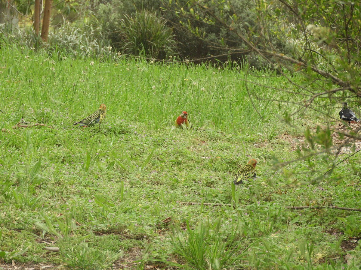 Eastern Rosella - ML646624368