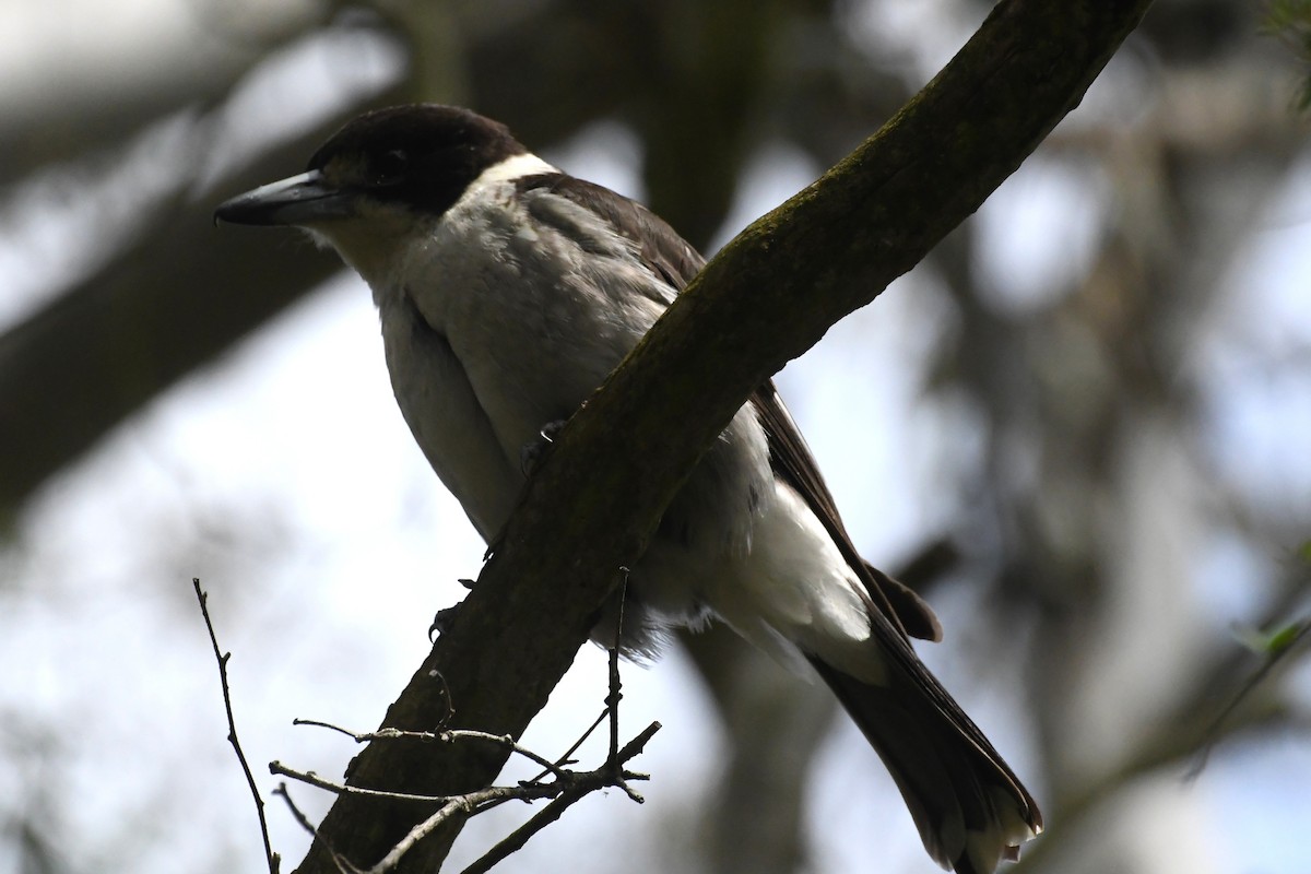 Сорочиця сіроспинна - ML646624371