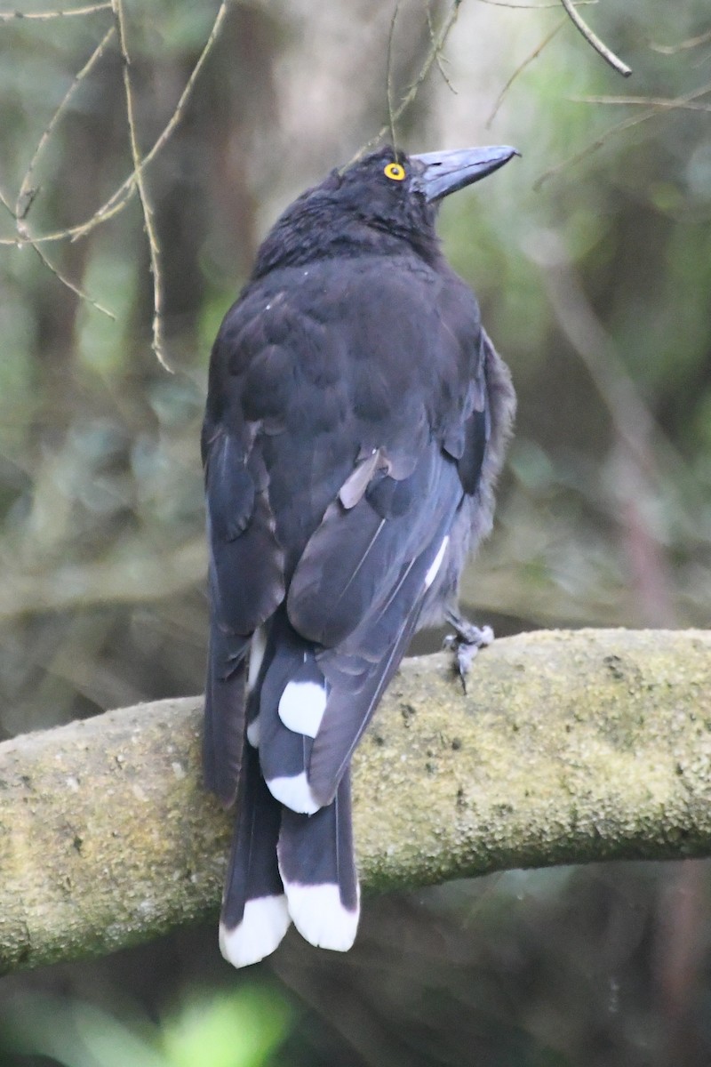 Куравонг строкатий - ML646624374