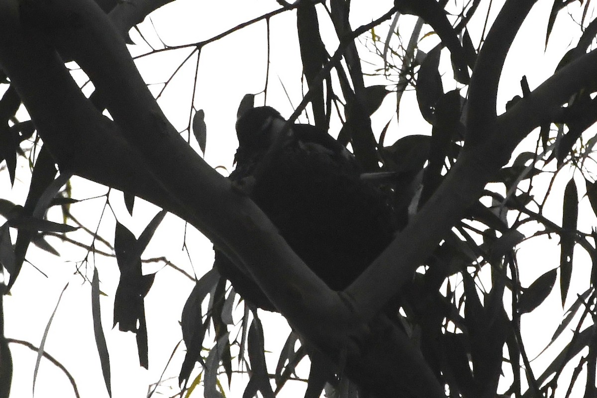 Скунда австралійська - ML646624376