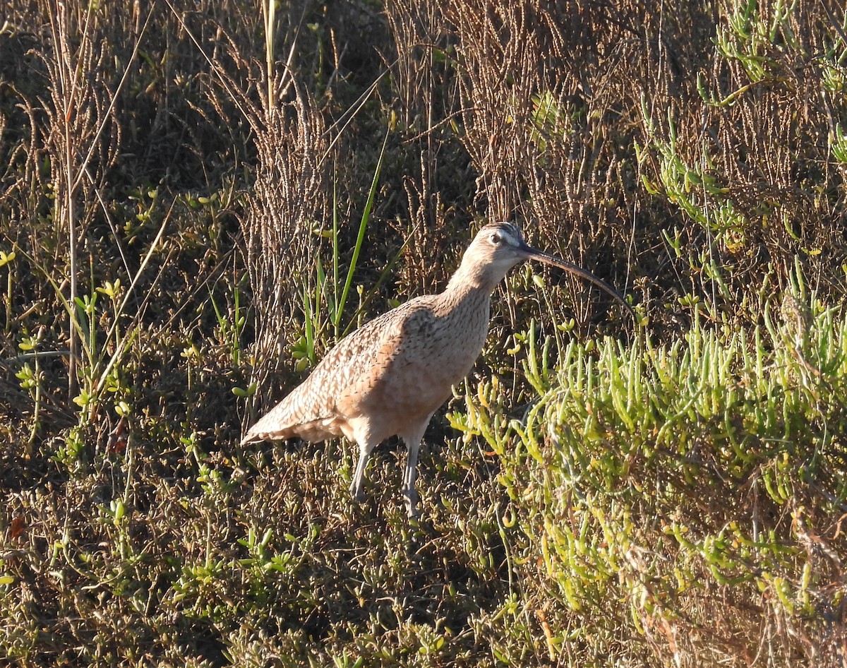 Zarapito Americano - ML646624378